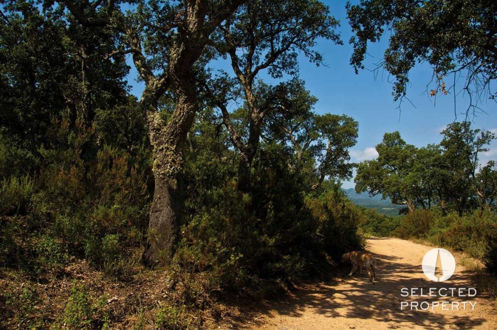 Parcelas entre las montañas y el mar – La Vajol – plot – Foto 17